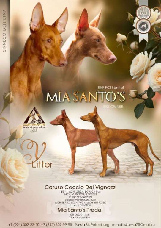 Собаки в Ярославле: Щенок Чирнеко дель Этна Девочка, 80 000 руб. - фото 4