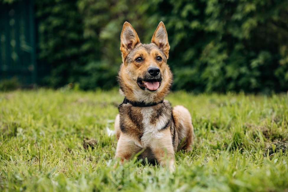 Собаки в Москве: Лиса ищет семью  Девочка, Бесплатно - фото 2