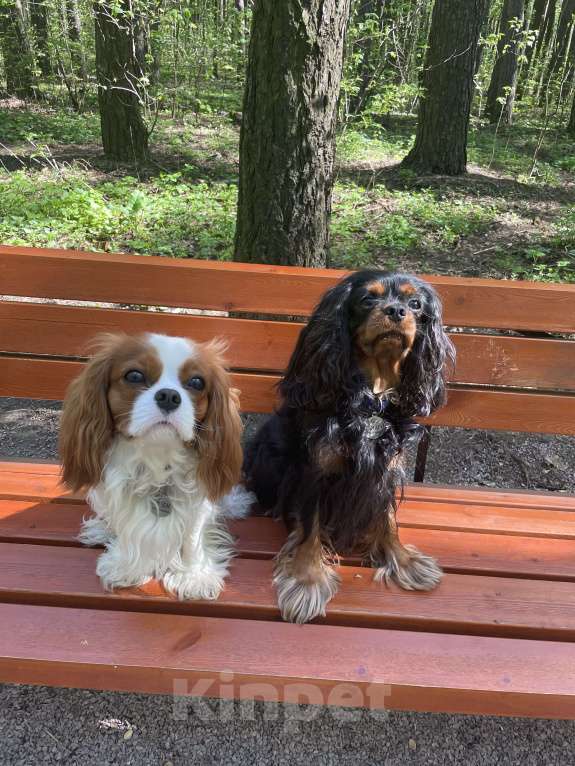 Собаки в Москве: Кавалер Кинг Чарльз Спаниель ВЯЗКА Мальчик, 50 000 руб. - фото 7