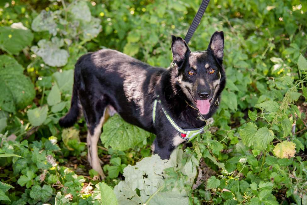 Собаки в Москве: Чуткий и внимательный Фредди Мальчик, Бесплатно - фото 7