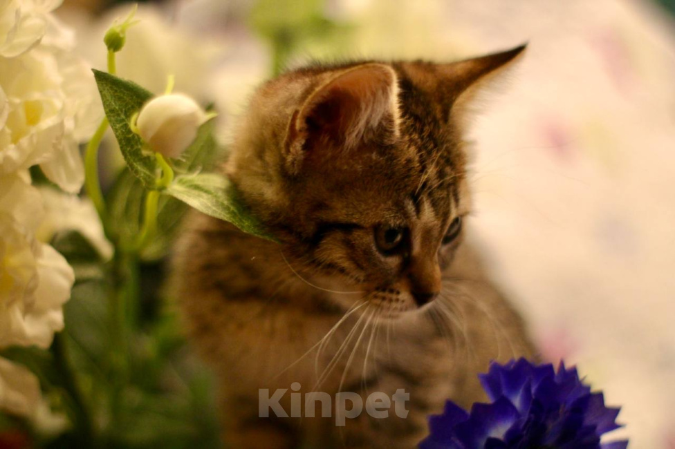Кошки в Москве: Котенок Нэш ищет дом Мальчик, Бесплатно - фото 2