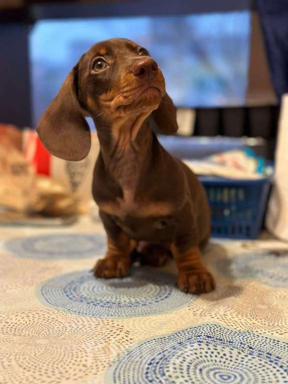 Собаки в Москве: Мальчик РКФ Мальчик, 40 000 руб. - фото 4