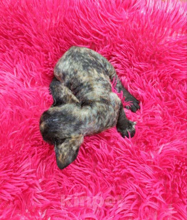 Кошки в Горячем Ключе: Котенок Девон Рекс в окрасе черная черепаха Девочка, 70 000 руб. - фото 2