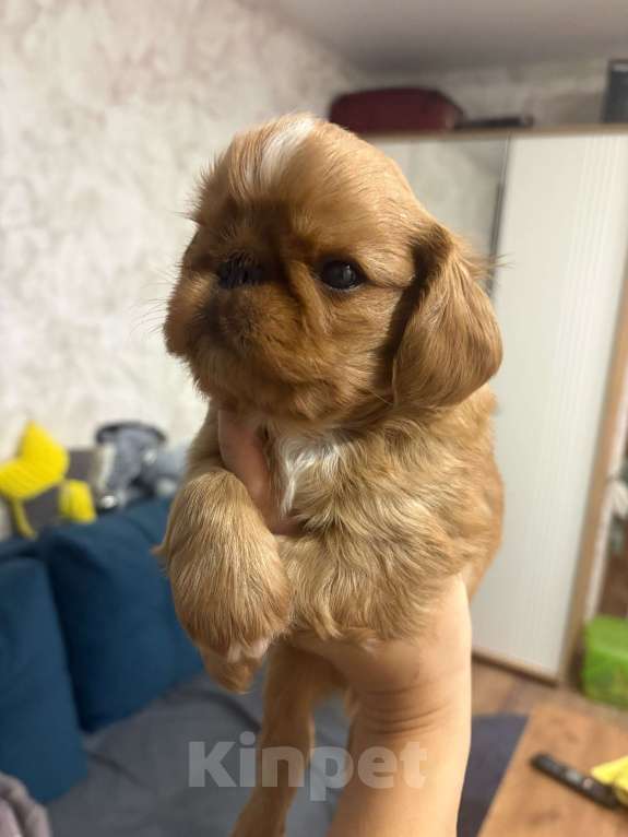 Собаки в Москве: Кинг чарльз спаниель мальчик  Мальчик, 40 000 руб. - фото 1