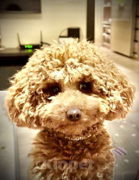 Собаки в Санкт-Петербурге: Щенок той пуделя девочка ищет добрых и любимых хозяев Девочка, Бесплатно - фото 1