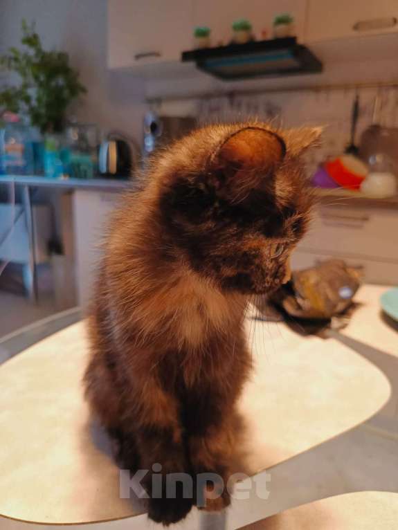 Кошки в Москве: Отдам в добрые руки Девочка, Бесплатно - фото 4