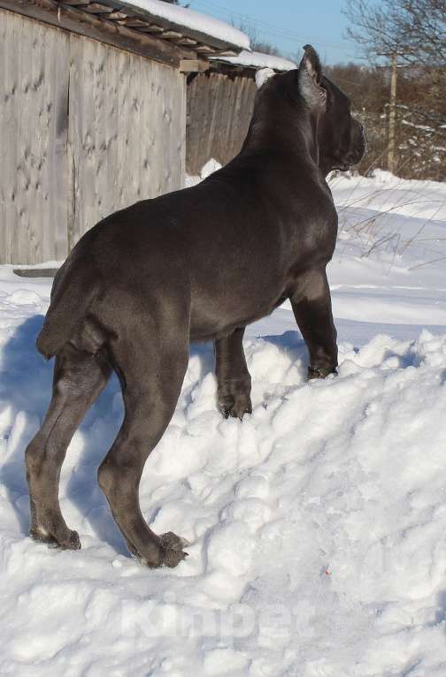 Собаки в Архангельске: Кане корсо. Подрастают две девочки Девочка, 60 000 руб. - фото 7