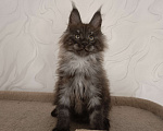 Кошки в Воронеже: Котёнок мейн-кун Мальчик, 45 000 руб. - фото 2