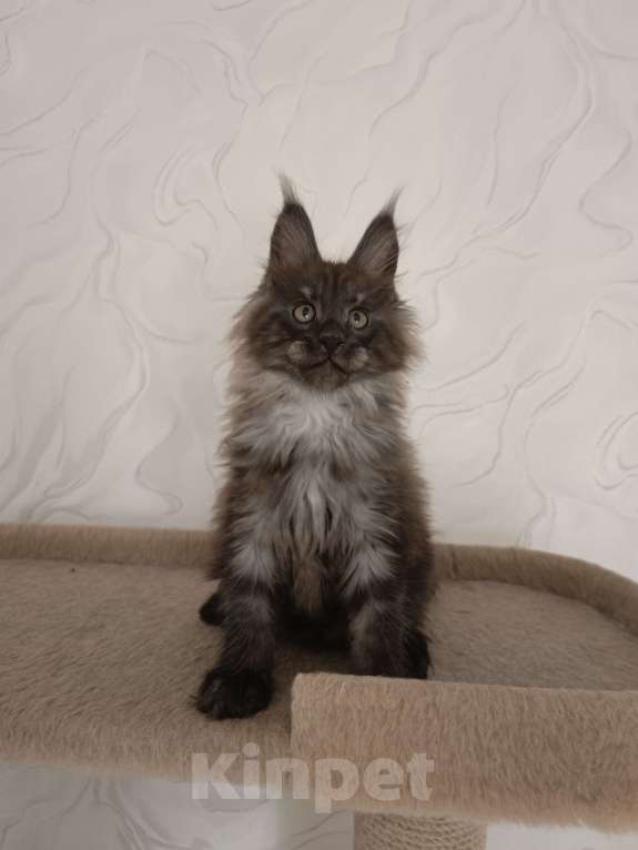 Кошки в Воронеже: Котёнок мейн-кун Мальчик, 45 000 руб. - фото 2