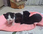 Кошки в Воронеже: Мальчики Мальчик, Бесплатно - фото 4