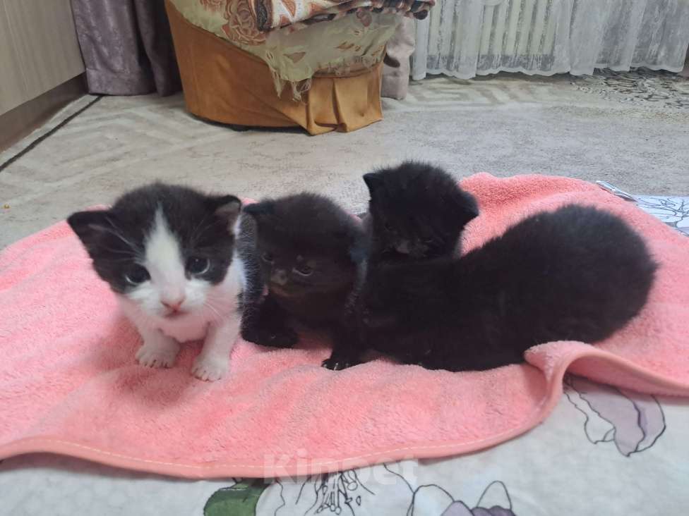 Кошки в Воронеже: Мальчики Мальчик, Бесплатно - фото 4