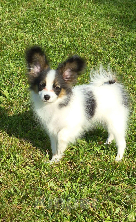 Собаки в Москве: Щенок папийона ( девочка) Девочка, Бесплатно - фото 5