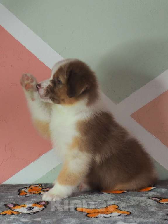 Собаки в Липецке: Австралийская овчарка Мальчик, 50 000 руб. - фото 5