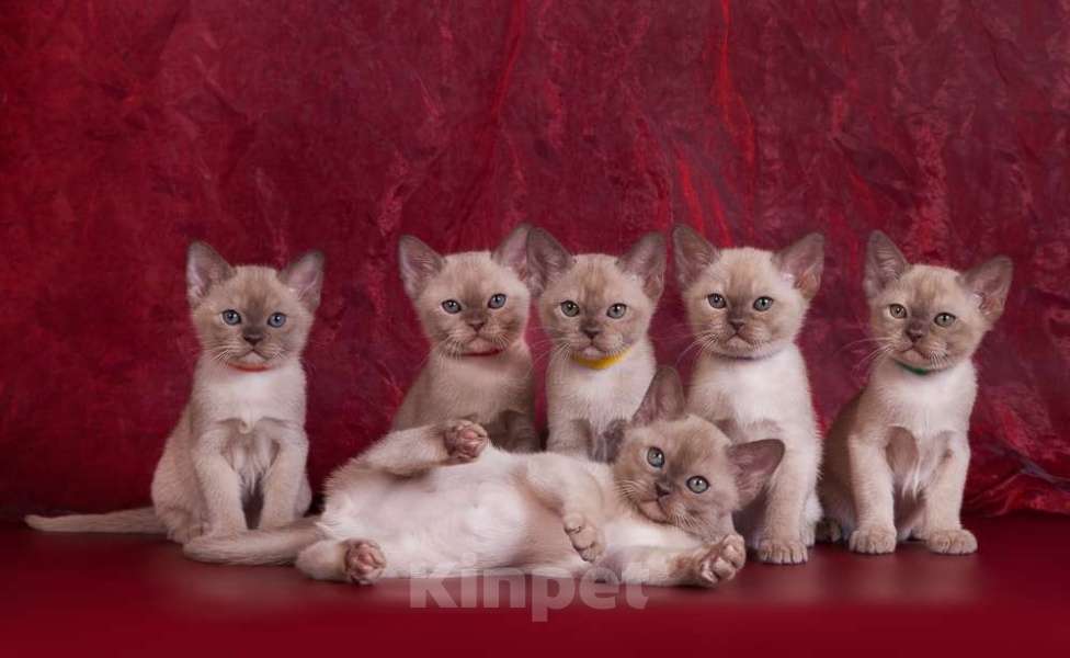 Кошки в Саратове: Шоколадные котята питомника Almira RU Разнополые, 75 000 руб. - фото 1