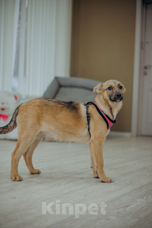 Собаки в Москве: Щенок бесплатно в добрые руки Девочка, Бесплатно - фото 4