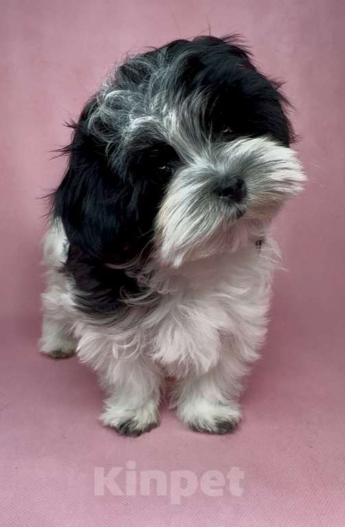 Собаки в Москве: Мальтипушка- девочка минюшка. Девочка, Бесплатно - фото 3