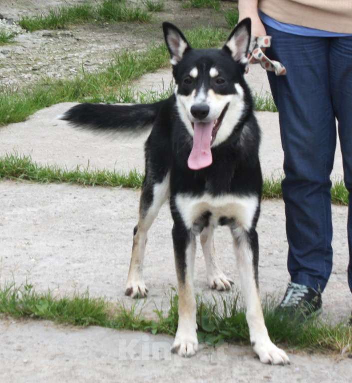 Собаки в Москве: Кекс в поисках своей родной семьи  Мальчик, Бесплатно - фото 4