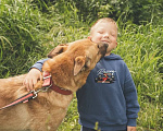 Собаки в Королеве: Люк. Метис малинуа. Мальчик, Бесплатно - фото 10