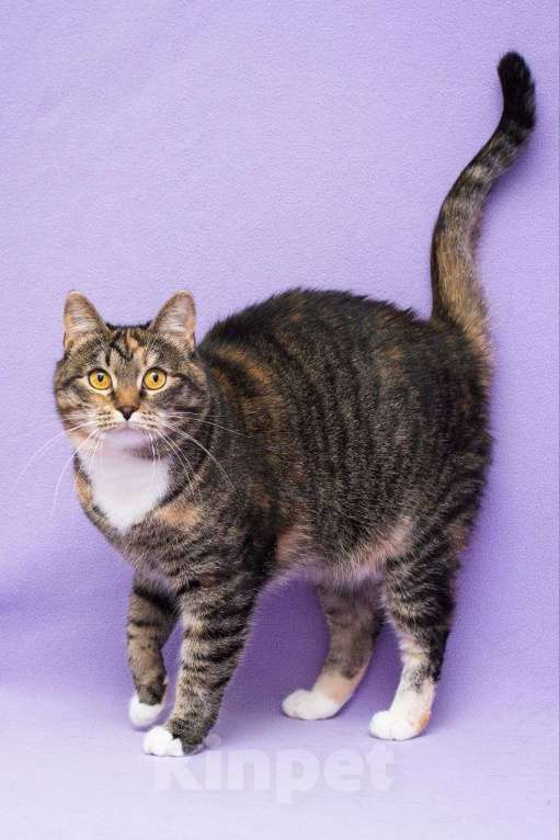 Кошки в Москве: Самая ласковая на свете кошечка ищет людей, готовых полюбить ее Девочка, Бесплатно - фото 3