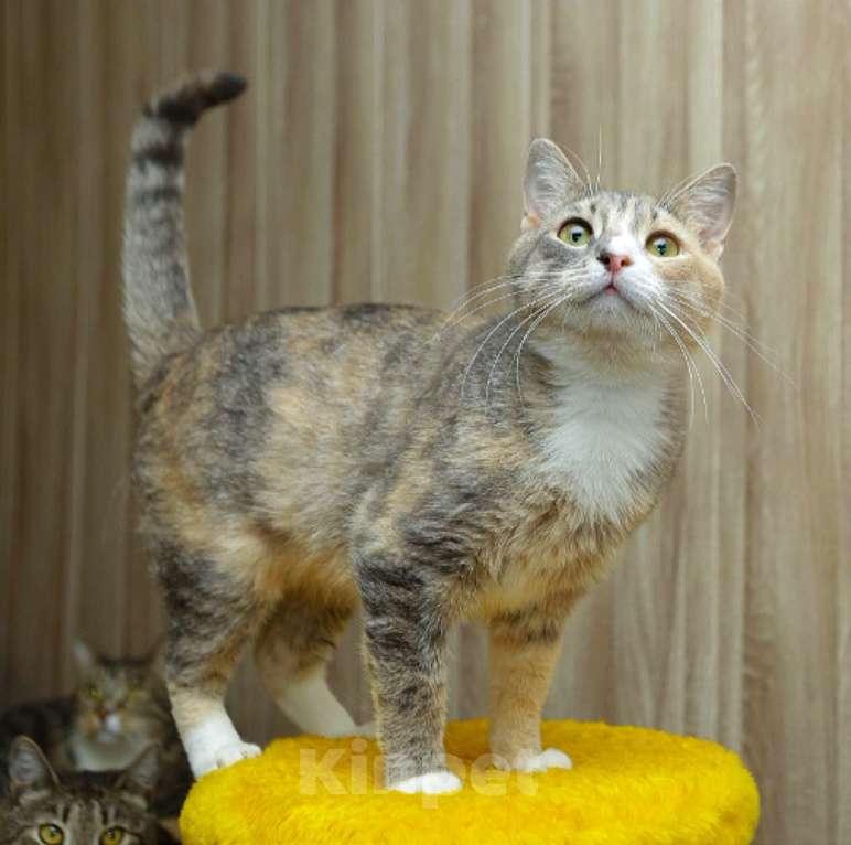 Кошки в Санкт-Петербурге: Кошка Люся Девочка, Бесплатно - фото 1