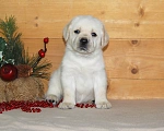 Собаки в Чебоксарах: Щенки Лабрадора от Чемпионов Девочка, 45 000 руб. - фото 5