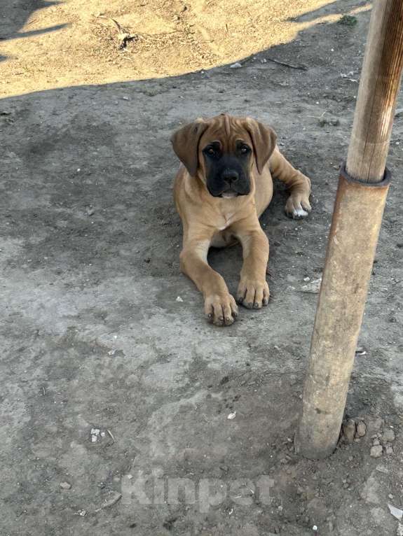 Собаки в Астрахани: Продаю Чистокровных Щенков Кане-Корсо Девочка, 20 000 руб. - фото 5