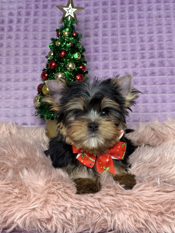 Собаки в Москве: Йоркширский терьер девочка Девочка, 70 000 руб. - фото 3