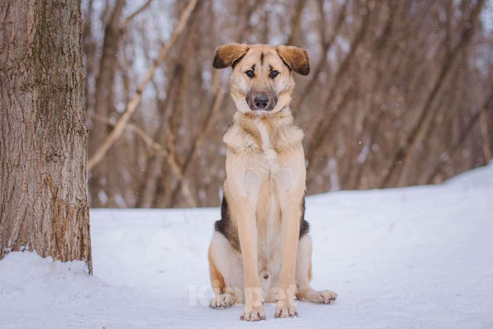 Собаки в Москве: Тотошка Мальчик, Бесплатно - фото 4