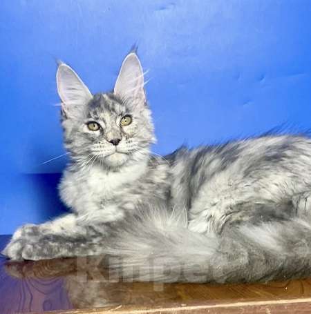 Кошки в других городах Ленинградской области: Мейн кун котенок Девочка, 50 000 руб. - фото 2
