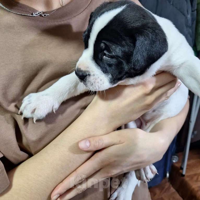 Собаки в Ростове-на-Дону: Щенок  Девочка, Бесплатно - фото 1