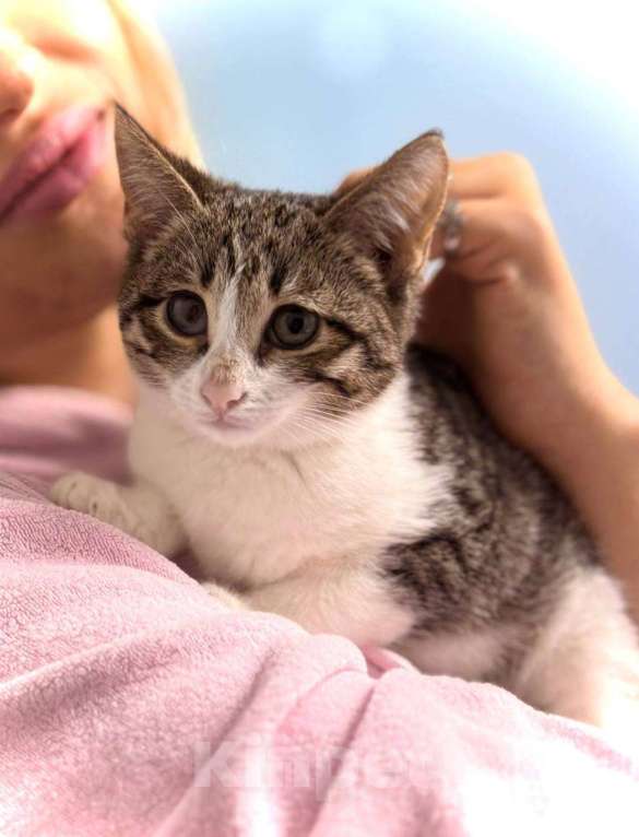 Кошки в Москве: котенок Клементина ищет дом Девочка, Бесплатно - фото 1