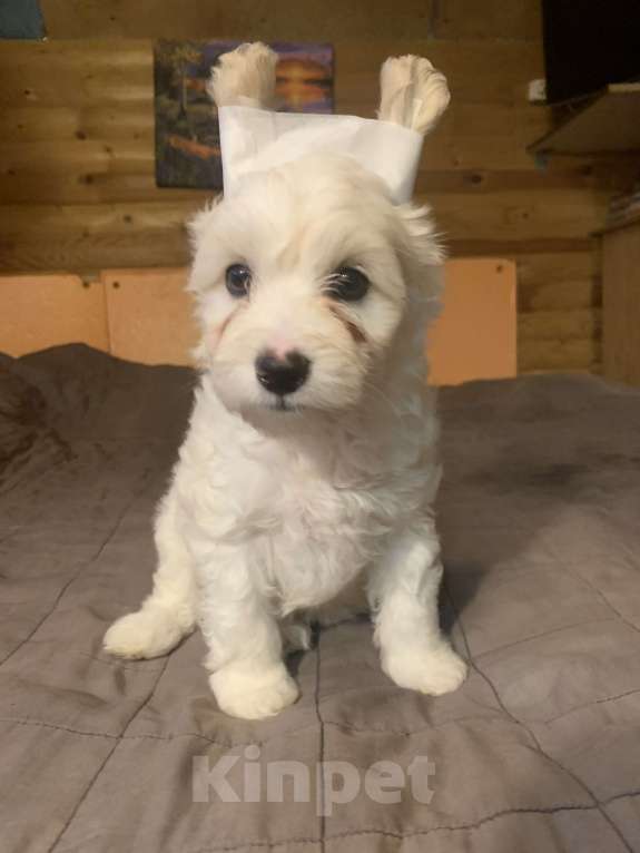 Собаки в Санкт-Петербурге: Щенки китайской хохлатой собаки Разнополые, Бесплатно - фото 1