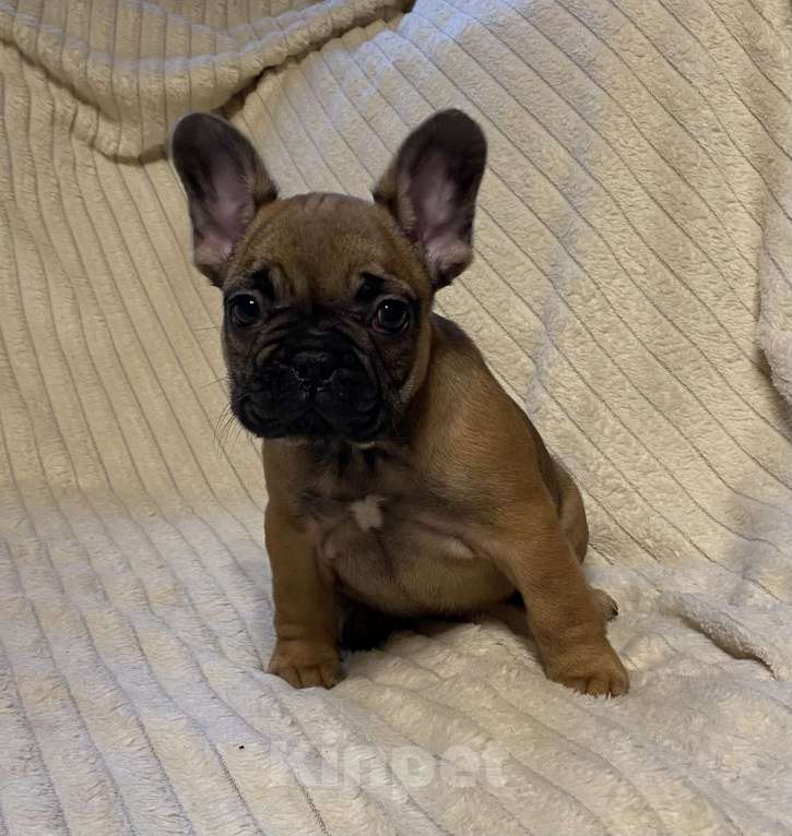 Собаки в Санкт-Петербурге: Шикарная девочка француженка  Девочка, 40 000 руб. - фото 10