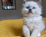 Кошки в Москве: Рэгдолл девочки Девочка, 80 000 руб. - фото 5