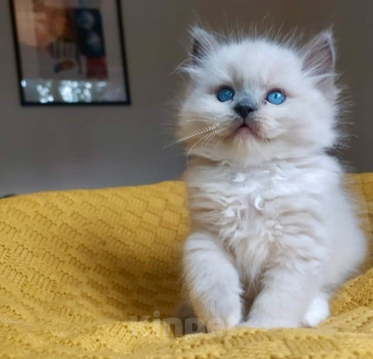 Кошки в Москве: Рэгдолл девочки Девочка, 80 000 руб. - фото 5
