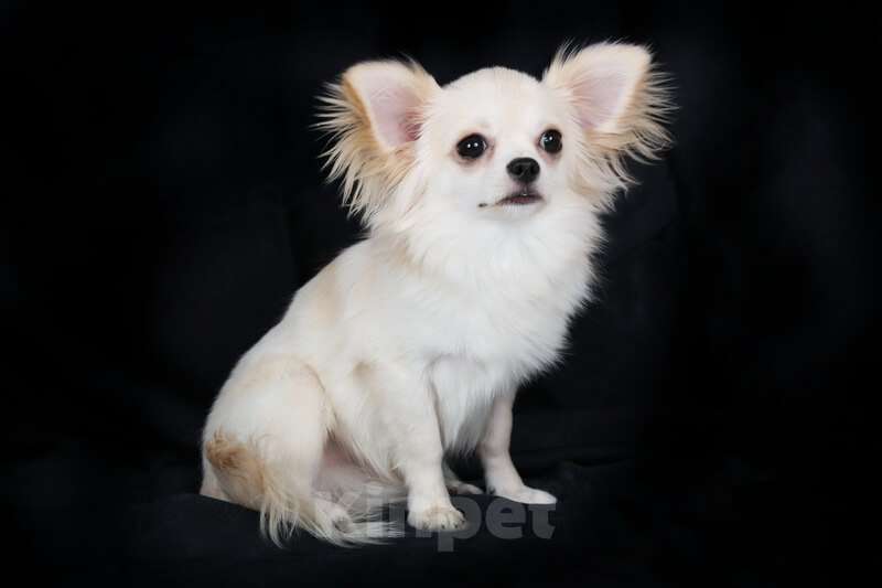 Собаки в Люберцах: Чихуахуа крем Мальчик, 90 000 руб. - фото 1