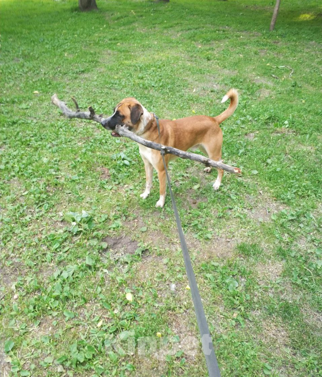 Собаки в Москве: Отдам друга в добрые руки. Мальчик, Бесплатно - фото 5