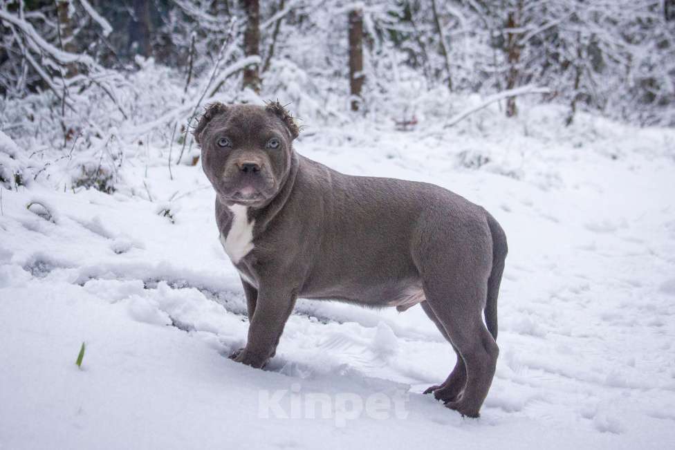 Собаки в других городах Московской области: Американский булли Мальчик, 130 000 руб. - фото 9