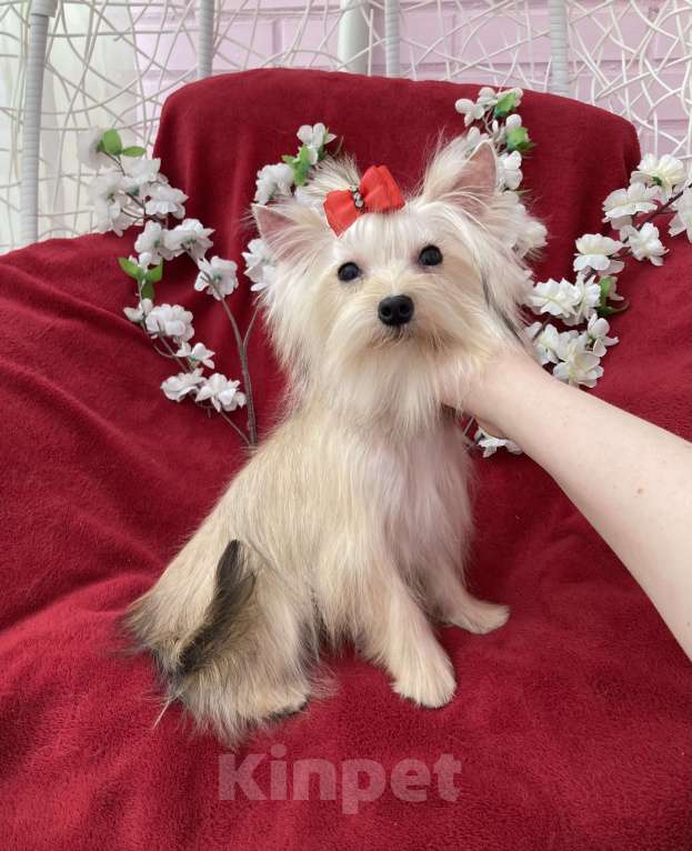 Собаки в Москве: Подрощенный йорк мини девочка золотая Девочка, 80 000 руб. - фото 7