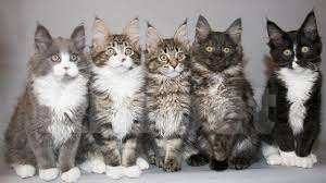 Кошки в Горном-Алтайске: Котята Мейн Куна Мальчик, Бесплатно - фото 1