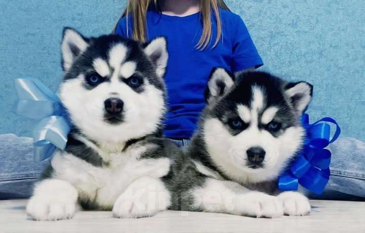 Собаки в Саранске: Хаски Щенки Разных окрасов Разнополые, Бесплатно - фото 1