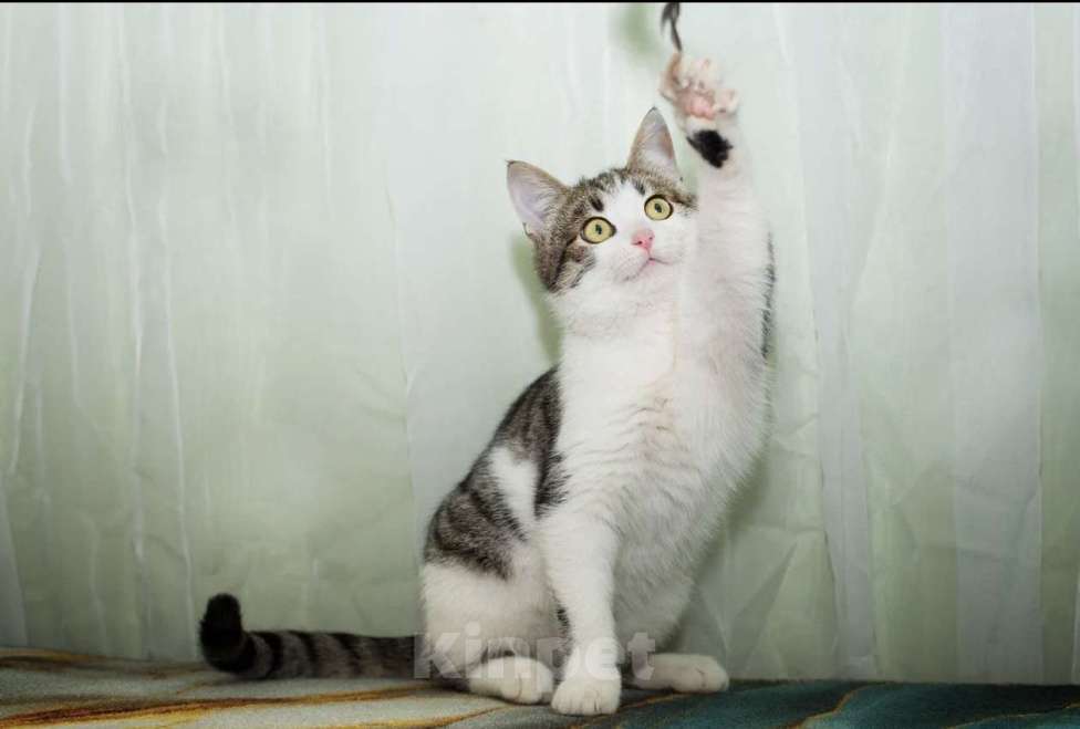 Кошки в Москве: Степан Мальчик, Бесплатно - фото 4