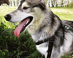 Собаки в Армавире: Вязка сибирской хаски, Бесплатно - фото 1