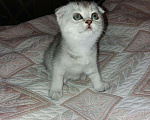Кошки в Новокубанске: Котята вислоухие, 8 000 руб. - фото 1