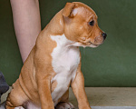 Собаки в Новосибирске: Продажа щенков стаффордширский бультерьер Девочка, 100 000 руб. - фото 3