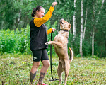 Собаки в Ногинске: Метис шарпея Шарон в поиске дома Мальчик, Бесплатно - фото 9