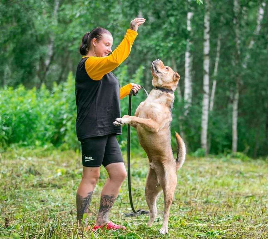 Собаки в Ногинске: Метис шарпея Шарон в поиске дома Мальчик, Бесплатно - фото 9