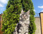 Кошки в Чехове: Мейн-кун котенок Мальчик, 60 000 руб. - фото 4