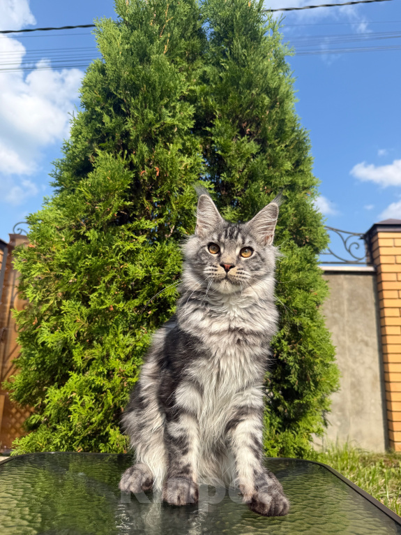 Кошки в Чехове: Мейн-кун котенок Мальчик, 60 000 руб. - фото 4