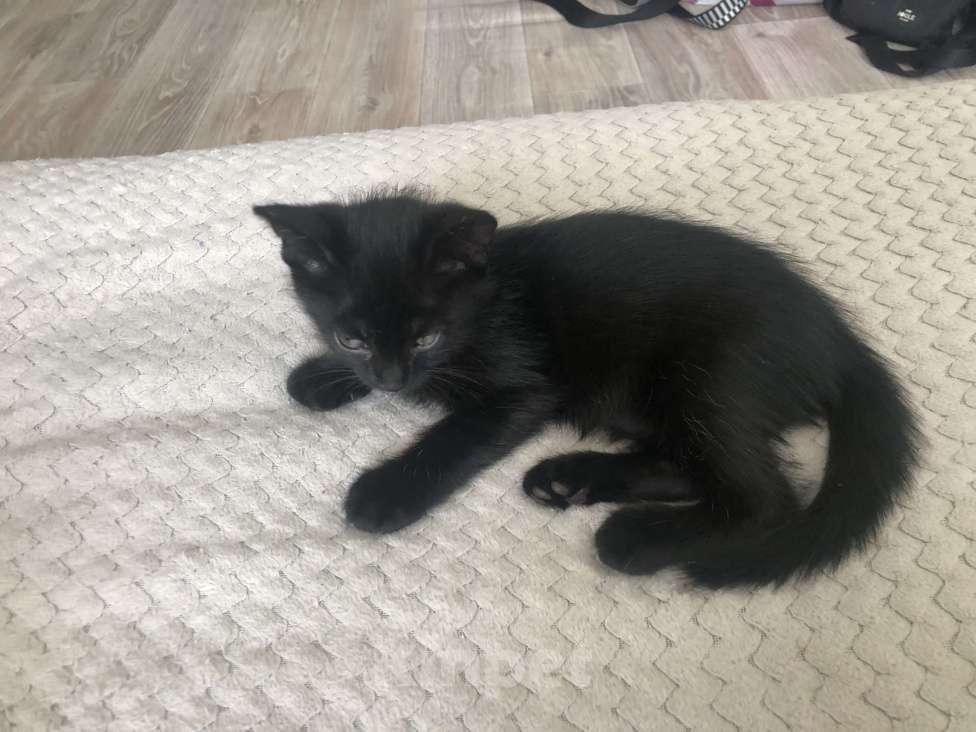 Кошки в Воронеже: Котик Мальчик, 1 руб. - фото 2